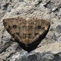 Attēlu rezultāti vaicājumam “Triphosa dubitata”