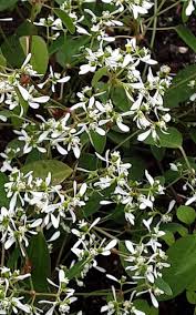 Attēlu rezultāti vaicājumam “Euphorbia virgata flower”