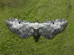 Attēlu rezultāti vaicājumam “Eupithecia succenturiata”