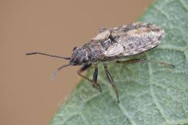 Attēlu rezultāti vaicājumam “Nithecus jacobaeae”