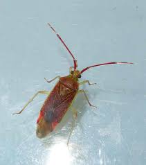 Attēlu rezultāti vaicājumam “Pantilius tunicatus imago”