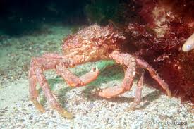 Image result for Maja brachydactyla