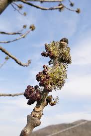 Attēlu rezultāti vaicājumam “Fraxinus excelsior flower”
