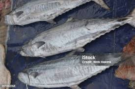 Image result for Callorhinchus capensis