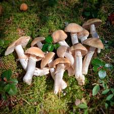 Attēlu rezultāti vaicājumam “Rozites caperata”