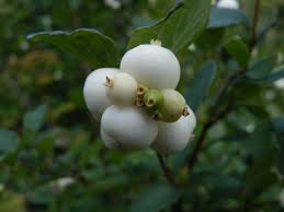 Attēlu rezultāti vaicājumam “Symphoricarpos albus fruit”