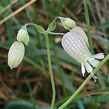Image result for Silene vulgaris