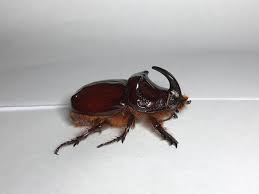 Attēlu rezultāti vaicājumam “Oryctes nasicornis male”