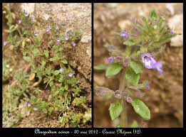 Attēlu rezultāti vaicājumam “Acinos arvensis flower”