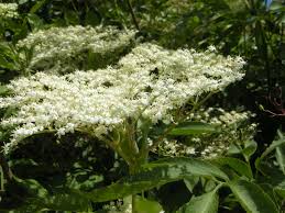 Attēlu rezultāti vaicājumam “Sambucus nigra flower”