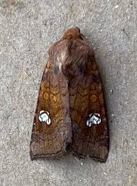 Attēlu rezultāti vaicājumam “Amphipoea”