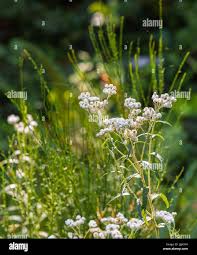 Attēlu rezultāti vaicājumam “Anaphalis margaritacea flower”