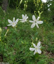 Attēlu rezultāti vaicājumam “Anthericum ramosum”