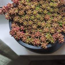 Image result for Sedum album `Coral Carpet`