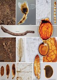 Attēlu rezultāti vaicājumam “Calluna vulgaris leaf”