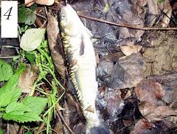 Image result for Squalius cephalus cavedanus