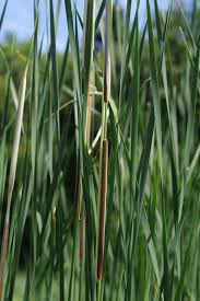Attēlu rezultāti vaicājumam “Typha angustifolia”