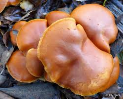 Attēlu rezultāti vaicājumam “Gymnopilus sapineus”