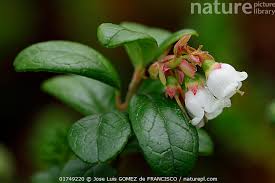 Attēlu rezultāti vaicājumam “Vaccinium vitis-idaea bud”