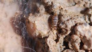 Attēlu rezultāti vaicājumam “Collembola”