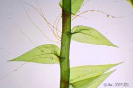 Attēlu rezultāti vaicājumam “Leptodictyum riparium”