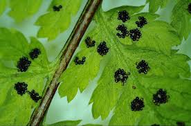 Attēlu rezultāti vaicājumam “Dryopteris expansa”