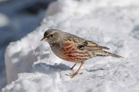 Image result for Prunella collaris