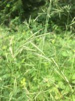 Attēlu rezultāti vaicājumam “Brachypodium sylvaticum flower”