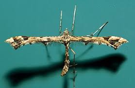 Attēlu rezultāti vaicājumam “Platyptilia tesseradactyla”