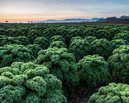 Image result for Grünkohl