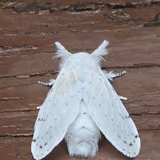 Attēlu rezultāti vaicājumam “Cribraria martinii stalked”