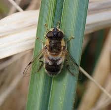 Attēlu rezultāti vaicājumam “Eristalis sp.”
