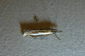 Attēlu rezultāti vaicājumam “Crambus pratella”