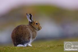 Attēlu rezultāti vaicājumam “Lepus timidus”