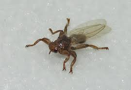 Attēlu rezultāti vaicājumam “Lipoptena cervi”