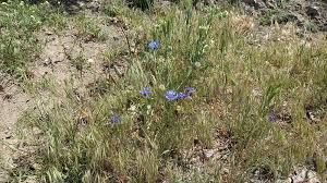 Attēlu rezultāti vaicājumam “Cyanus segetum”