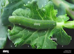 Attēlu rezultāti vaicājumam “Pieris rapae larva”