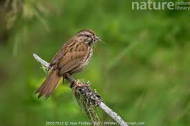 Image result for Melospiza melodia