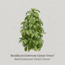 Image result for Basilikum