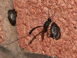 Attēlu rezultāti vaicājumam “Gasteruption jaculator”