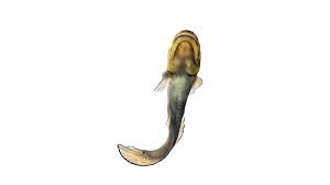 Image result for Amia calva