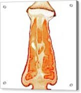 Attēlu rezultāti vaicājumam “Polytrichum commune sporophyte”