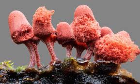 Attēlu rezultāti vaicājumam “Cribraria macrocarpa”