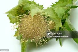 Attēlu rezultāti vaicājumam “Cirsium oleraceum”