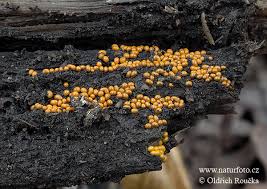 Attēlu rezultāti vaicājumam “Trichia varia”