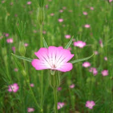 Image result for Kornrade