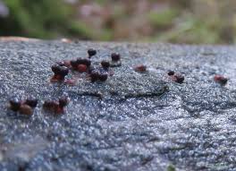 Attēlu rezultāti vaicājumam “Symphytocarpus flaccidus sessile”
