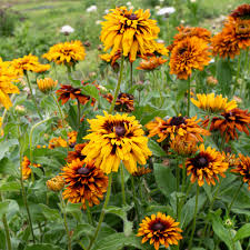 Image result for Rudbeckia