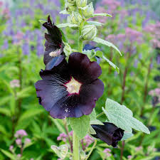 Image result for Alcea rosea