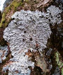 Attēlu rezultāti vaicājumam “Parmeliella triptophylla”